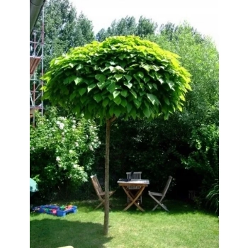 CATALPA KATALPA na pniu kulista szczepiona - sadzonki 100 / 130 cm